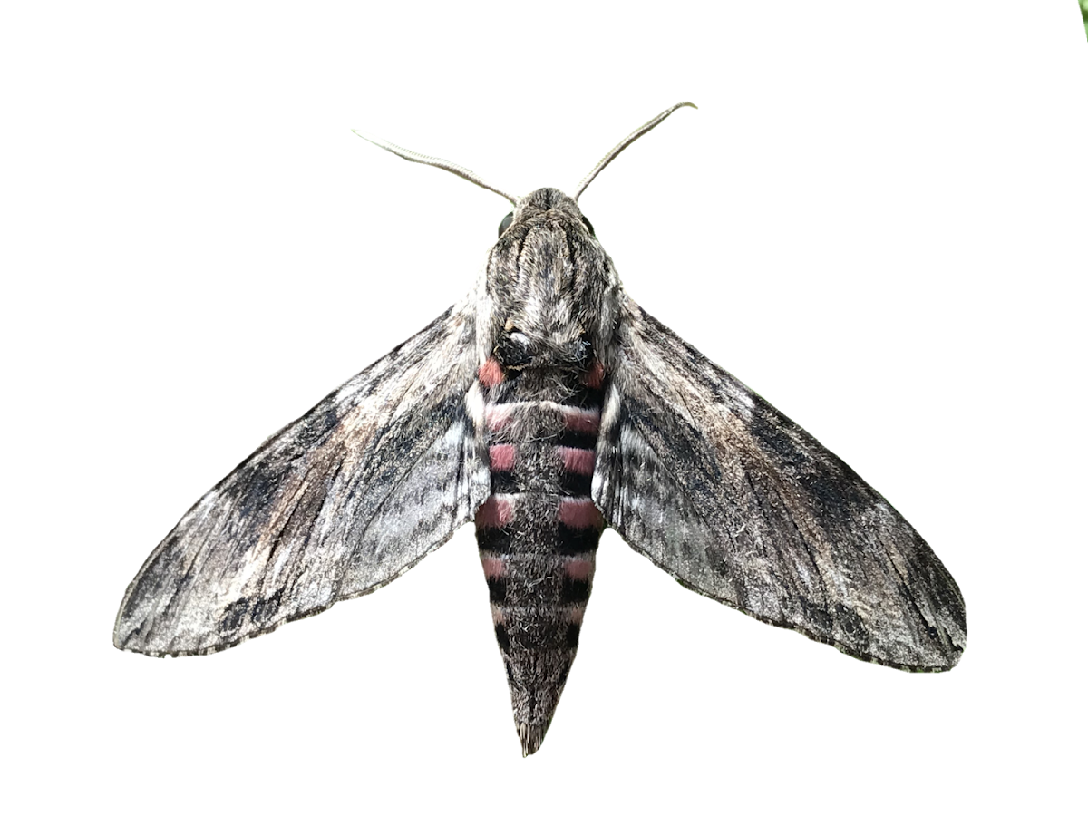 Convolvulus hawkmoth