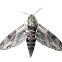 Convolvulus hawkmoth