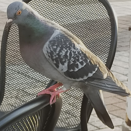 ただの鳥‪𓅞