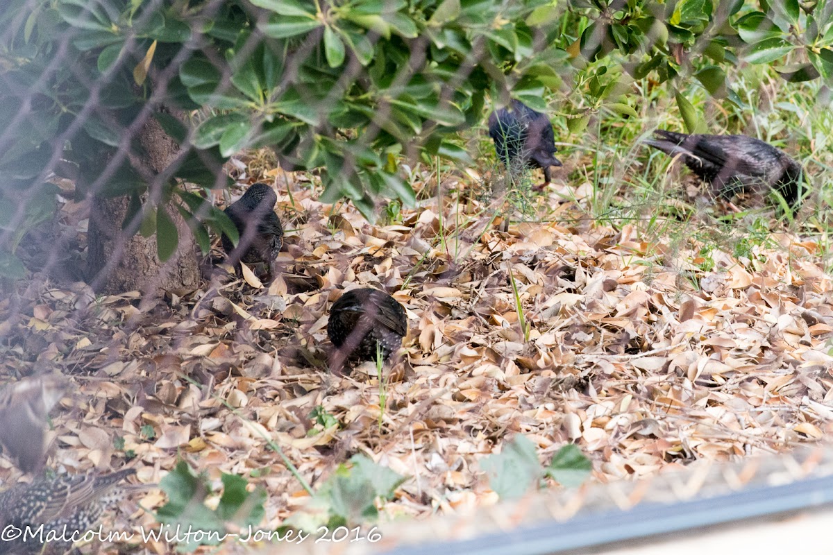 Starling; Estornino Pinto