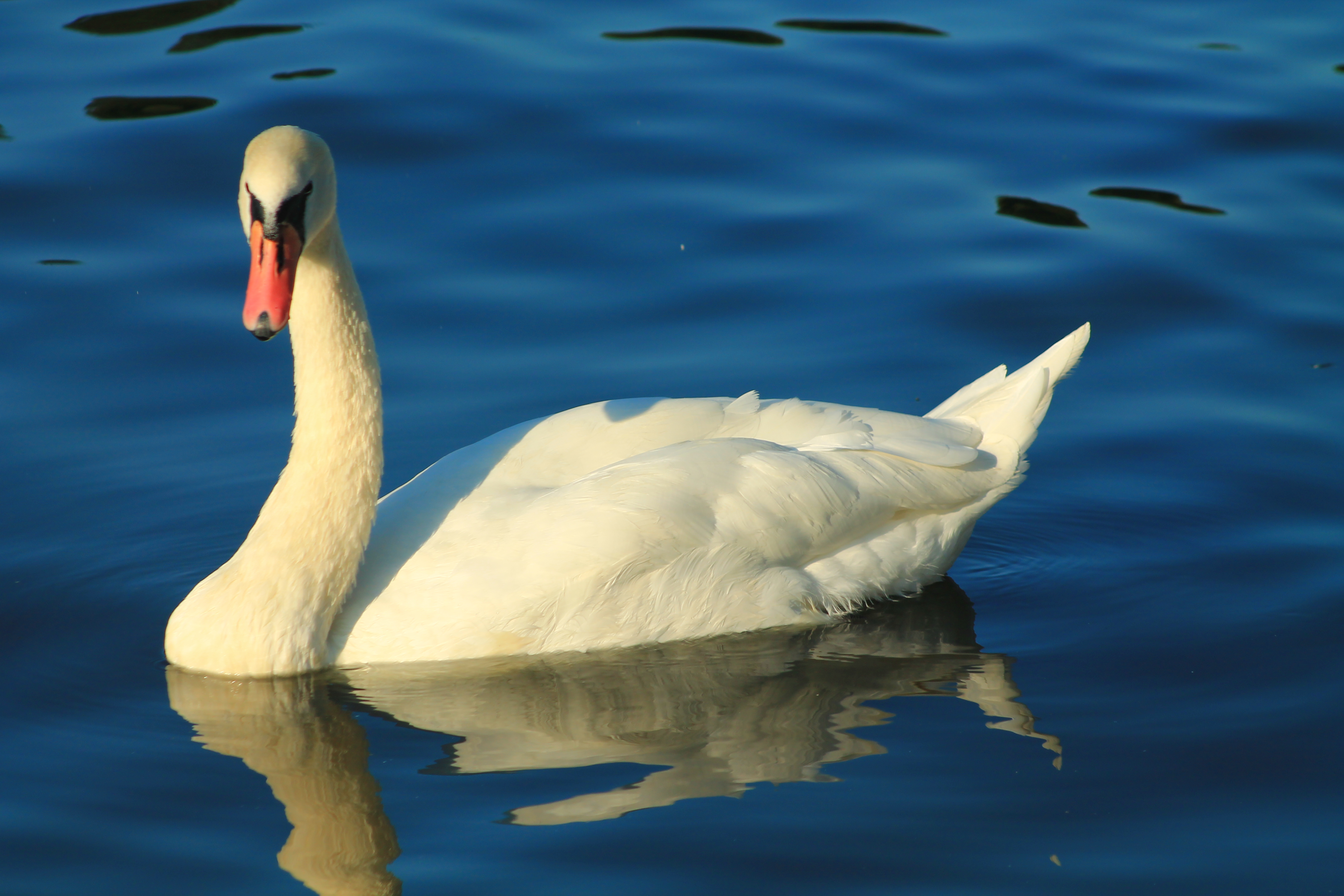 Swan on Rhein river di chris74bal