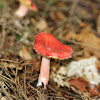 Russula Mushroom