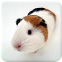 Guinea Pig Manual