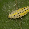 Coccinellidae Beetle Nymph