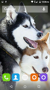 Siberian Husky Dog Wallpapers(圖3)-速報App