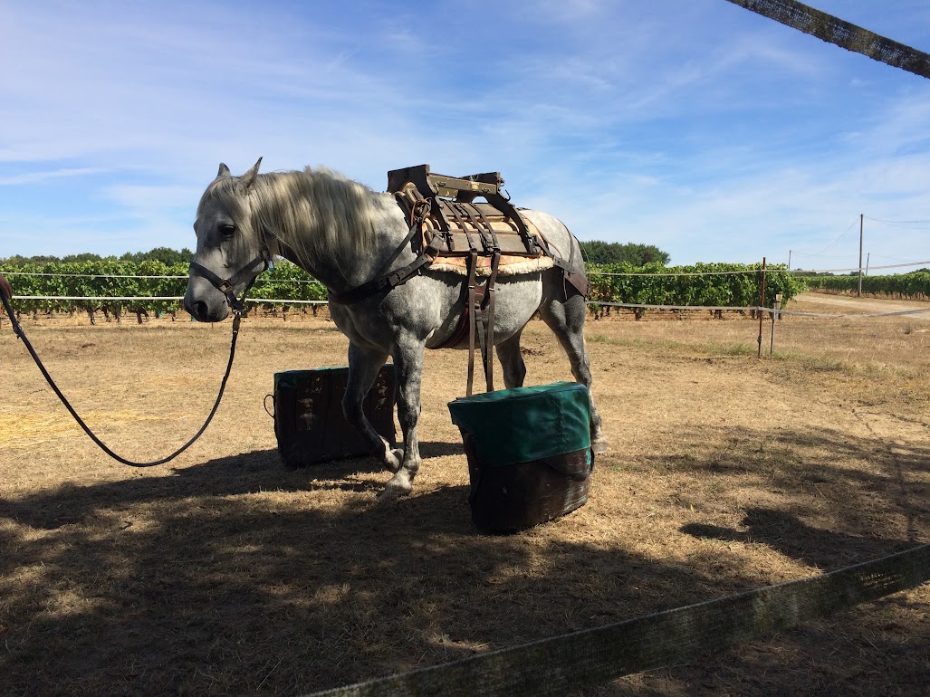 Tour de France à Cheval : mars 2017 F_oU3qFDv75ed2igs9wvnn-ExryTz9w04xhKctJ-vVFmw_r8vncWxC8fV64iOkzwn4365pJoXBkb-rXt-sJHnmYSsajo1Ja6n-UlZ3lg8a41L5Bl8I015_MaPQnYzL5oHZ0MjGjE4c_Hg0VnGhnvl0xynhOVwaH-mJndwYgqquasTVIzxpOBUyDqxBA0r9XsiPcsIqaDe58qS-Ktw6Bc1oXTGstk4FxgeMvTQpEorPUGbgSuUqAWXeejH_bOdh6zTxE0TaCJQvE-lKRfh6O6a5PMrfbFRKPf_Z6szWB1StCLw9V5WHZNAeoK3drB0Mdsh9tBKh4M2a6LDcjgmaNzfVAxgnb33FrYfPOmtR8Wa51nLlnbu1u-rt4WPcW1uFEcE0HoRoua_w5rjOnYaJEyTaQq5H_bLe9a3Duis--HU2XeqMnenpBt-WpXsA7sUhlx7ldH3NAIBGSftEC2XA7XSfW4sdZcx6ta3WNmsjV0WstCgq_roYubgpW3VdEDoW38IwQqdLzOOdpYNtTgi0uftrrbcq_6EY935WLCCXVKT0DvFseV5BnauBXbF57VZcR-CeykelXhl2g_v6KCpsGwo2iO52d_2NV-79keU9KntJwt3jwIuA=w1027-h770-no