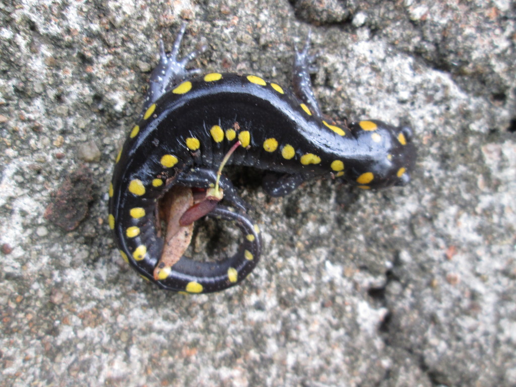 Spotted Salamander