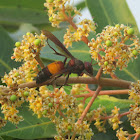 Banded Hornet on Mango blossoms