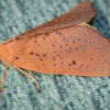 Lemon Gum Moth