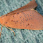 Lemon Gum Moth