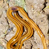 hammerhead flatworm