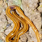 hammerhead flatworm