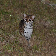 Nocturnal mammals of Borneo