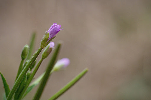 Epilobium obscurum