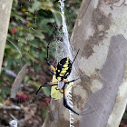 Golden Orb Weaver