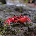 Pink Forest Crab