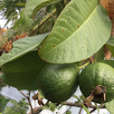 Guava