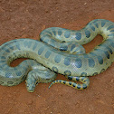 SUCURI Snake - the famous Anaconda