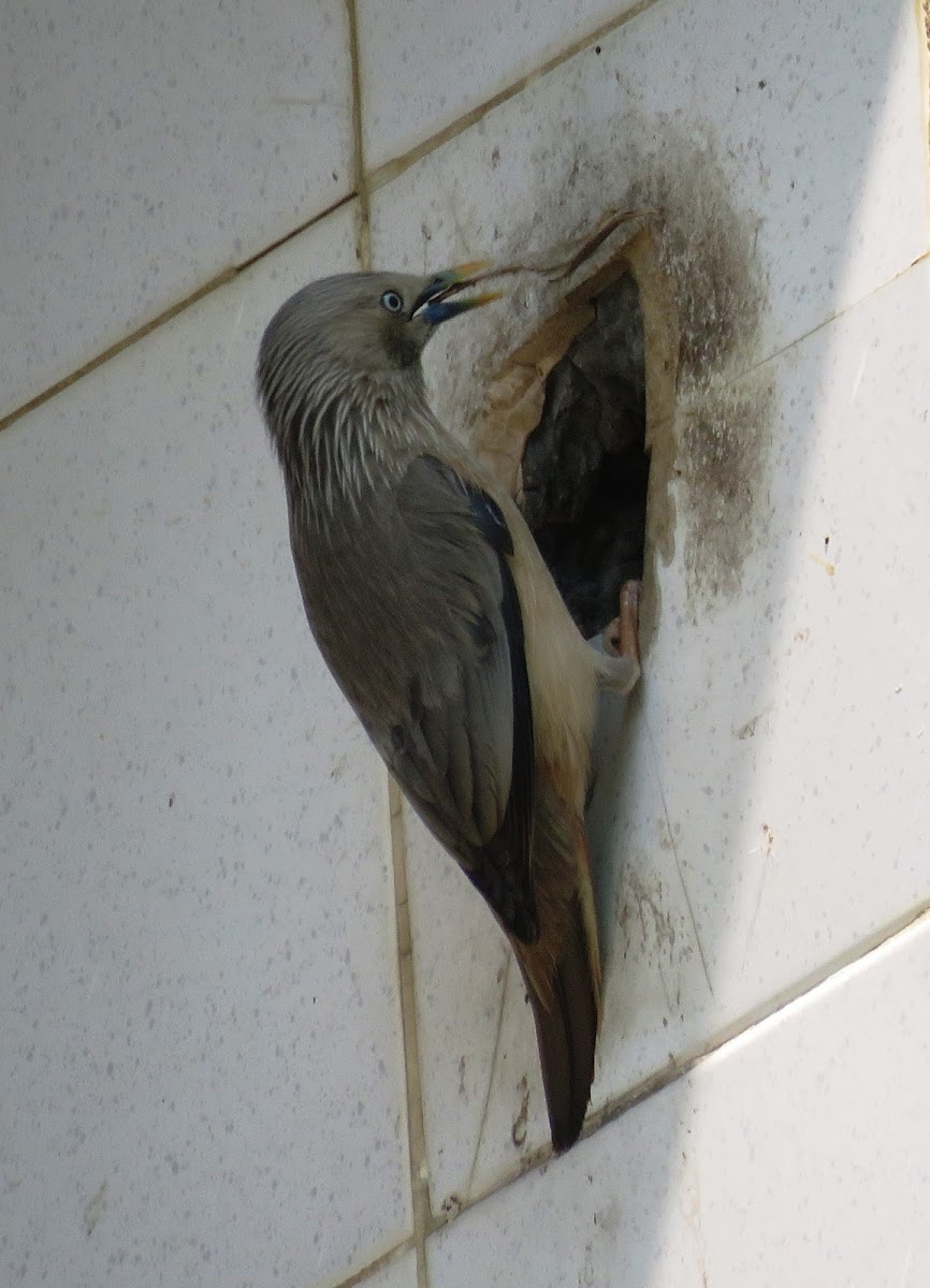 Chestnut-tailed Starling