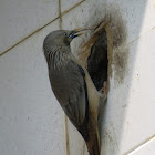 Chestnut-tailed Starling