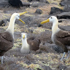 Waved albatross