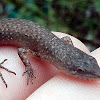 Weasel Skink