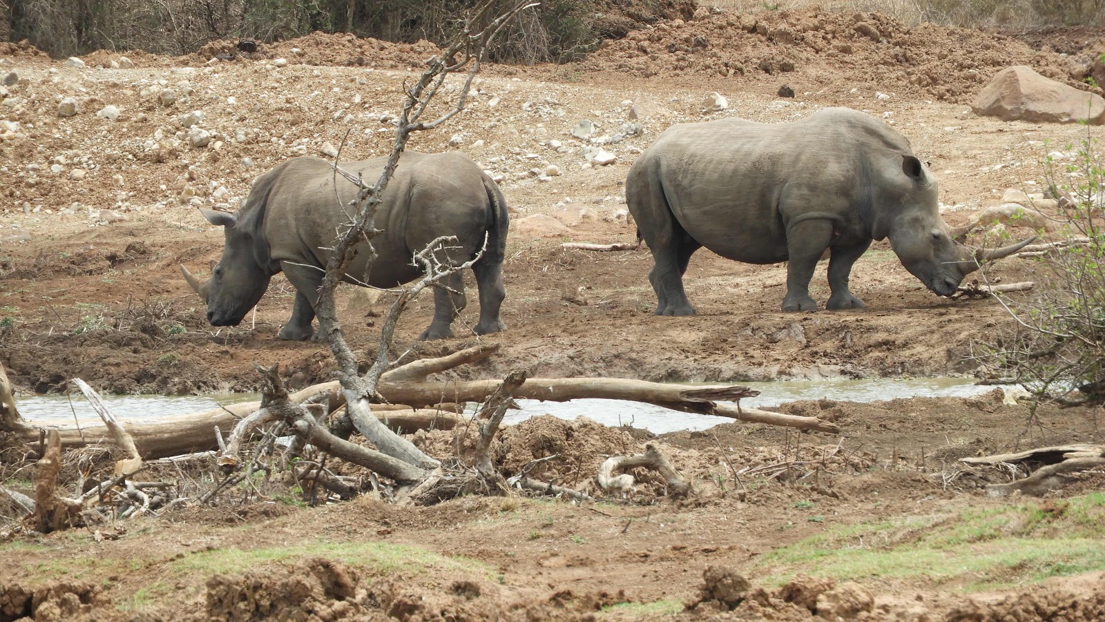 White Rhinos Hlane