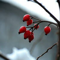 Rosso tra la neve di 