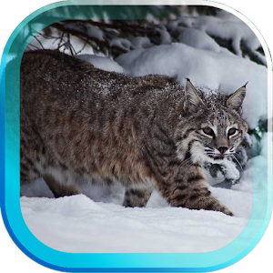 Download Snow Cats Voices HD LWP For PC Windows and Mac