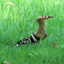 Eurasian Hoopoe