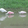 Great White Egret, Roseate Spoonbill