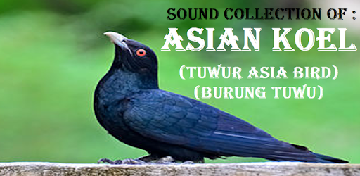 Download Asian Koel Bird Sounds Indian Koyal Bird Sounds For Pc