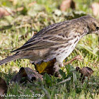 Meadow Pipit