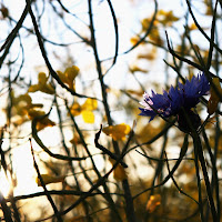 Fiori di Pasqua