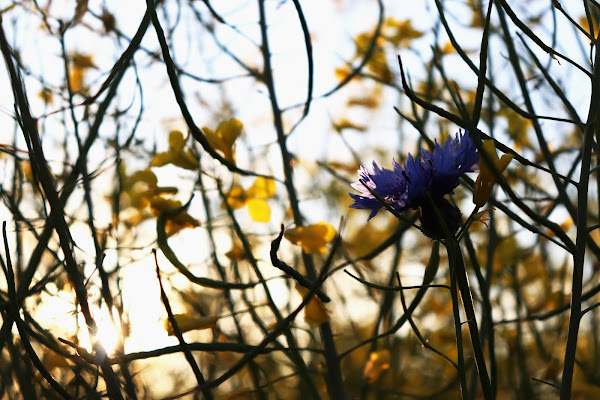 Fiori di Pasqua