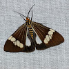 Magpie Moth