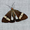 Magpie Moth