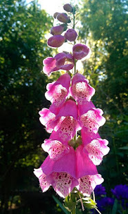 Foxglove Wallpaper(圖6)-速報App