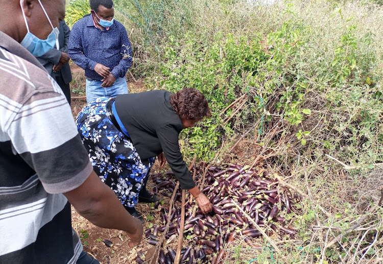 Kitui Governor Charity Ngilu inspects ravaya produce discarded at Jack Muling’s farm in Kyuso on Monday, June 21, 2021