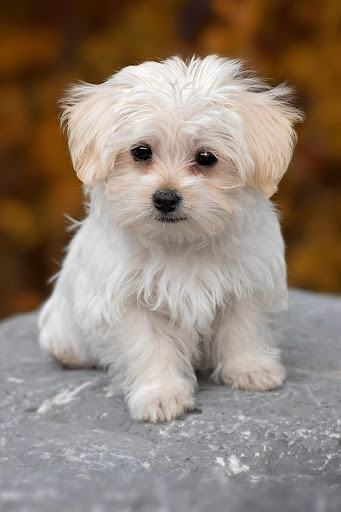 Maltese Dogs Wallpapers