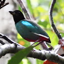 Hooded Pitta