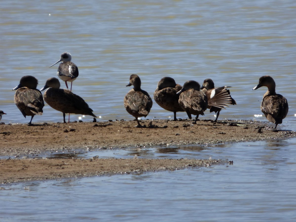 Grey Teal