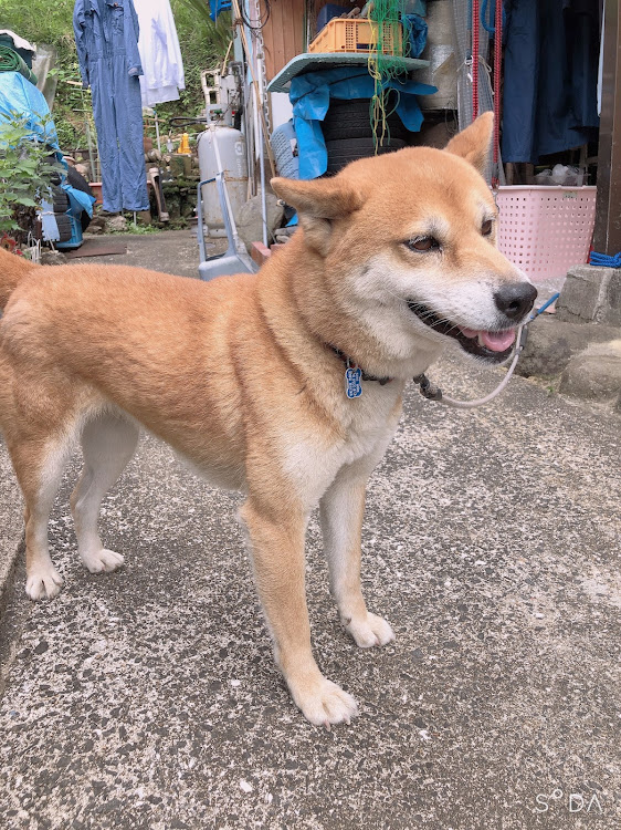 アルトワークスのブースト計埋め込み・愛犬に関するカスタム事例の投稿画像2枚目