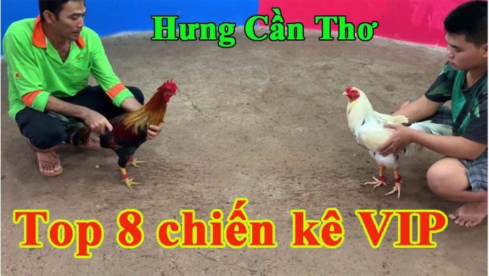 Trại gà Hưng Cần Thơ đảm bảo cung cấp những chú gà chiến chất lượng, được huấn luyện bài bản