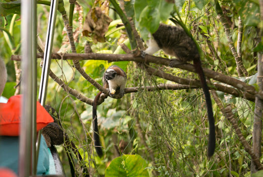 Tamarin or titi monkeys dangle their tails at Monkey Island in Panama. 