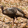 Eastern Wild Turkey