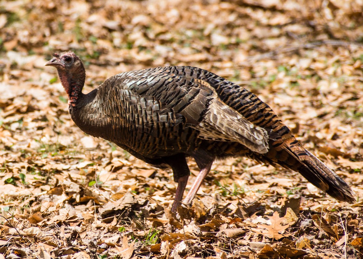 Eastern Wild Turkey