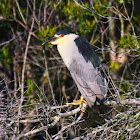 Black-crowned Night Heron