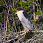 Black-crowned Night Heron