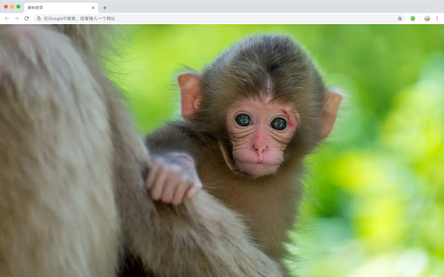 Primate Popular Animals New Tab Theme